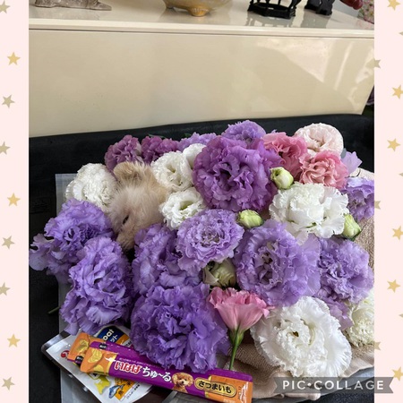 昨日、ももちゃん「虹の橋」へ旅立っています・・・引き取りから11日でした!涙 昨日、ももちゃん「虹の橋」へ旅立っています・・・引き取りから11日でした!涙