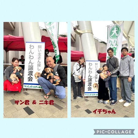 6日(日)「正式譲渡」3ワンズ・・・終生の幸せを祈る! 6日(日)「正式譲渡」3ワンズ・・・終生の幸せを祈る!