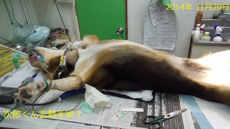 昨日は保護イヌたちの「メディカルデイ」・・・支援をお願いしています! 昨日は保護イヌたちの「メディカルデイ」・・・支援をお願いしています!