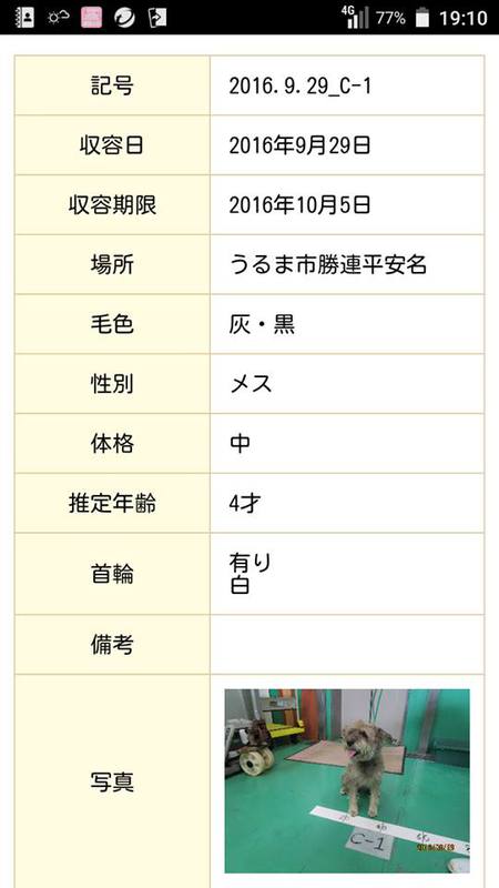 ミニシュナ・レスキュー団体依頼! ミニシュナ・レスキュー団体依頼!