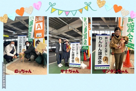 23日(日)「正式譲渡」3ワンズ・・・終生の幸せを祈る! 23日(日)「正式譲渡」3ワンズ・・・終生の幸せを祈る!