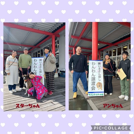 9日(日)「正式譲渡」は、スターちゃん&アンちゃん・・・終生の幸せを祈る! 9日(日)「正式譲渡」は、スターちゃん&アンちゃん・・・終生の幸せを祈る!