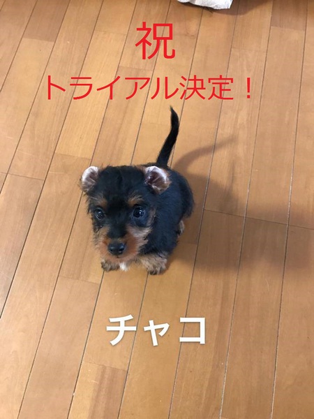 ナナの子たち、「再募集」・・・「条件」変更! ナナの子たち、「再募集」・・・「条件」変更!