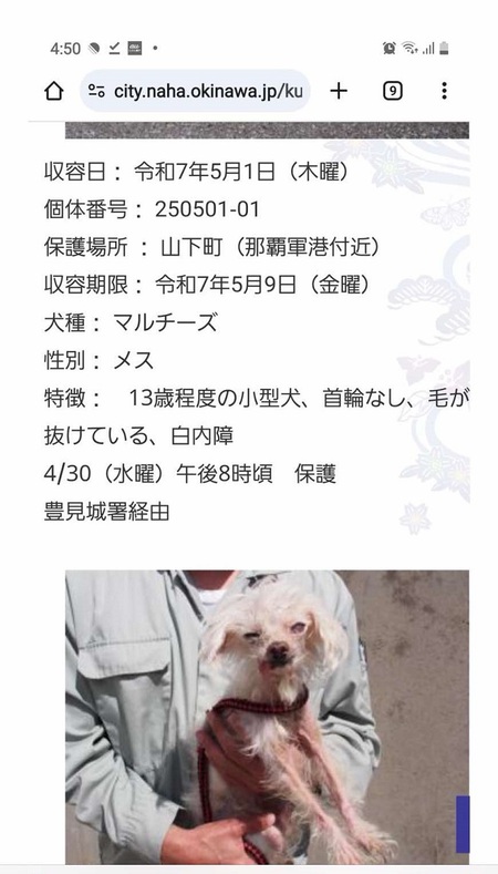 現在、「那覇市環境衛生課」収容「飼い主」さん情報求む・・・エルダーマルチーズお婆さん! 現在、「那覇市環境衛生課」収容「飼い主」さん情報求む・・・エルダーマルチーズお婆さん!