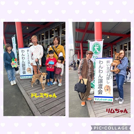 9日(日)「正式譲渡」は、ドレミちゃん&リムちゃん・・・終生の幸せを祈る! 9日(日)「正式譲渡」は、ドレミちゃん&リムちゃん・・・終生の幸せを祈る!