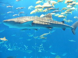 沖縄美ら海水族館