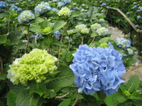 紫陽花