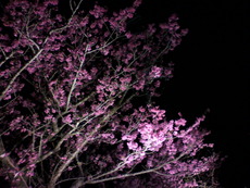 夜桜!