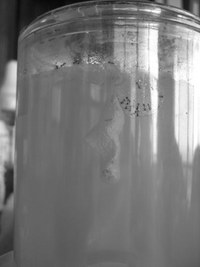 アリの行方・・・・ 2008/08/11 10:14:00