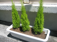 植物でイメチェン 2008/05/26 08:00:00