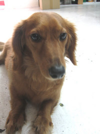 犬の散髪 2008/05/29 09:37:38