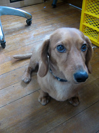 犬の散髪・・・つづき 2008/05/30 19:31:37
