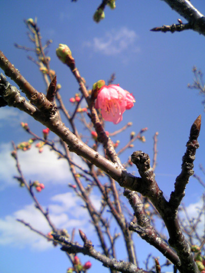 桜が咲いている〜！