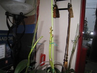 契約の花が咲く～。 2012/05/01 20:17:36