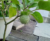 夏が終ーわーる～ 2006/09/07 00:44:33