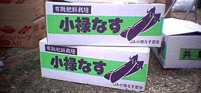 小禄なす