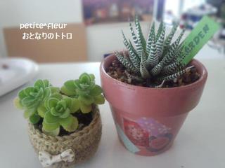多肉入荷♪