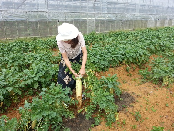 だいこん畑 収穫体験