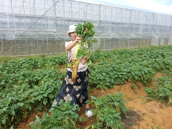 だいこん畑 収穫体験