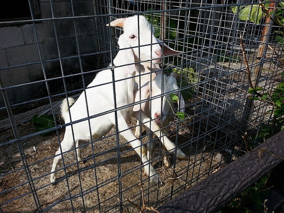 宜野湾市のおすすめスポット！『比屋良川公園』敷地内の山羊（ヒージャー）小屋でかわいい山羊（ヒージャー）に癒される