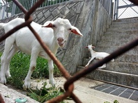 浦添市の山羊（ヒージャー）スポット！『宮城小学校』校庭内で飼われているみヤギーズなる山羊（ヒージャー）がかわいい