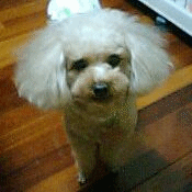 今日のネルちゃん その18