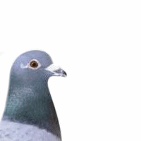 不誠実な人!