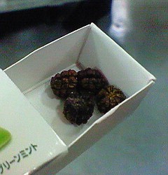 世界一のフン(*゚▽゚)ノ