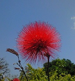 ♪マント ヒヒヒヒヒヒヒ♪
