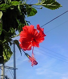 遠ざかる春 近づく夏(*-*)