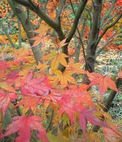 紅葉狩りo(*^▽^*)o~♪