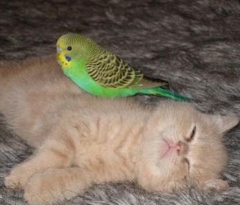 ネコvsインコ(*-*)続きはこちら↓