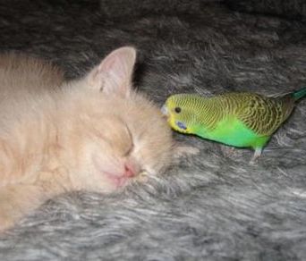ネコvsインコ(*-*)続きはこちら↓