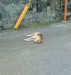 危ないですよ~( 」´0`)」