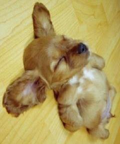 爆睡(。-ω-)zzz
