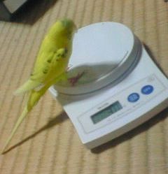 めろたん、太った?