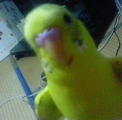 土鍋置かれてもね~・・・