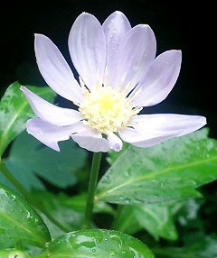 で、出来た~ヾ(●⌒∇⌒●)ノ