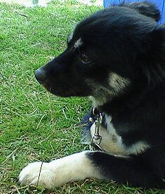 犬鍋かぁ・・・
