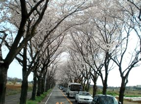 桜のトンネルヽ(*^^*)ノ