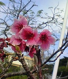 開花の謎...ヽ( ´_つ`)ノ