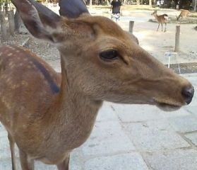たられば(´- `)