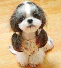 お帰りなさいませ、ご主人様(*-*)