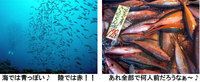 グルクン☆ 2008/05/29 16:17:54