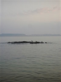３匹のさぎ