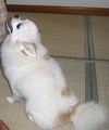 看板犬