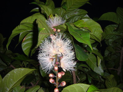 幻想的な花サガリバナ