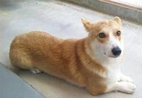 迷い犬・保護犬・里親募集中　猫　 2011/11/20 16:24:00