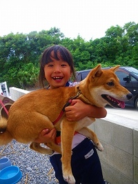 柴犬トーリーです（北中城村） 2011/12/28 22:39:56