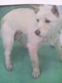 犬、捜しています。 2012/02/09 08:00:00